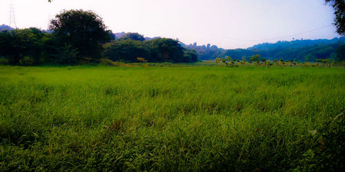 Scenic view of grassy field