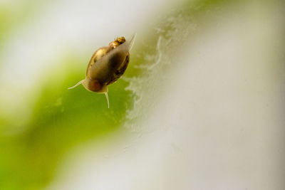 Close-up of insect on leaf