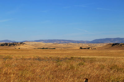 View of agricultural landscape against blue sky