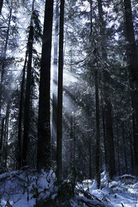 Trees in forest during winter