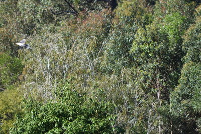 Plants growing in park