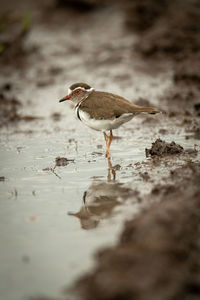 Three-banded plover stands in puddle watching camera