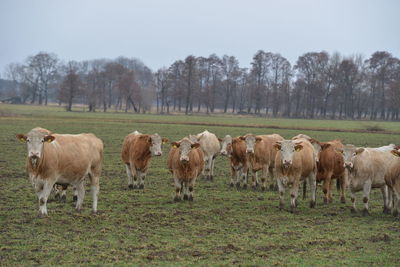 Horses in a field