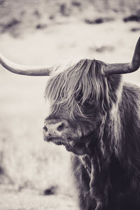 Close-up of a horse