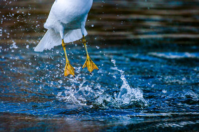 Close-up of bird in lake