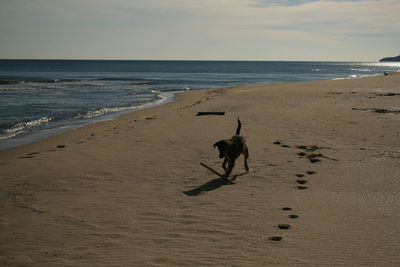 Dog on beach