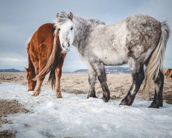 Horses walking on sand on snow during winter