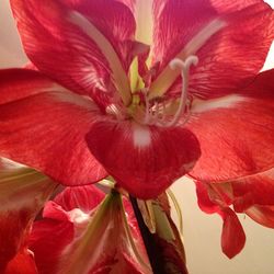 Close-up of day lily blooming outdoors