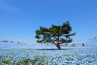 Scenic view of flowering plants and trees on field against clear blue sky