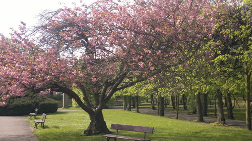 Fresh flower trees in park against sky