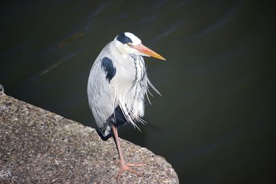 High angle view of bird perching on a lake