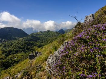 Scenic view of purple flowering plants against sky