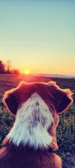 Close-up of dog on field against sky during sunset