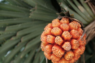 Pandan fruit has a bright orange color.