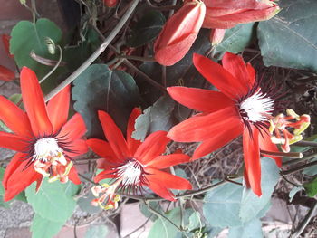 High angle view of red flowering plants