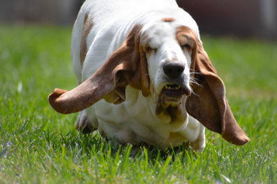 pet