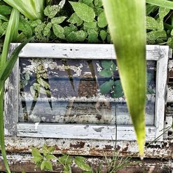 Close-up of ivy growing on window