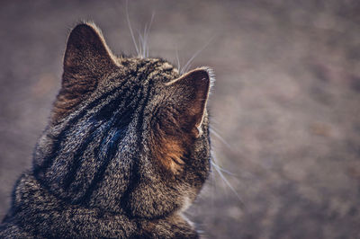 Close-up of cat sitting outdoors