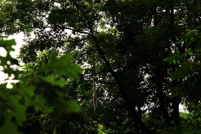 Low angle view of trees in the forest