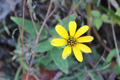 Close-up of yellow flower blooming outdoors