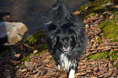 Blk white dog enjoying creek 