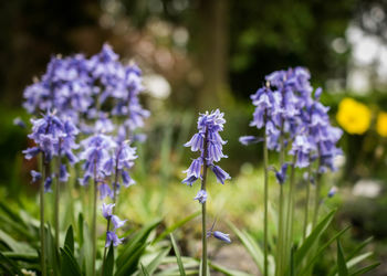 Close-up of purple flowers blooming on field