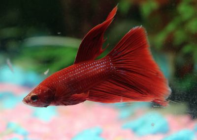 View of fish swimming in aquarium