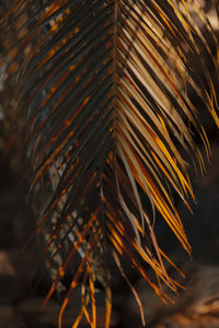 Close-up of plant