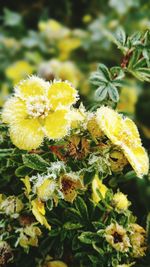 Close-up of yellow flower