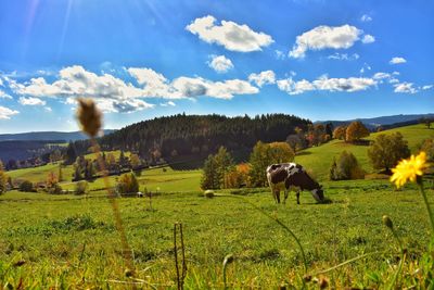 Horses grazing in a field