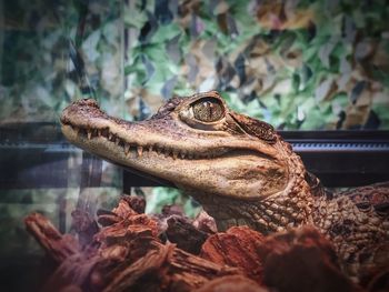 Close-up of lizard