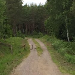 Footpath leading towards trees