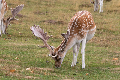 Deer in a field