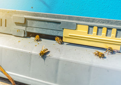 Entrance to the hive, bees bring nectaves to hive. bee hive entrance