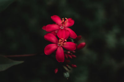 Close-up of red flower