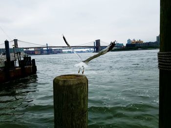 Seagull taking off from wooden post against brooklyn bridge over east river
