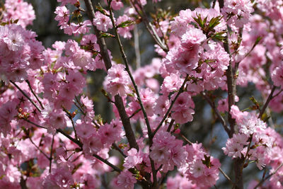 Close-up of pink cherry blossoms in spring