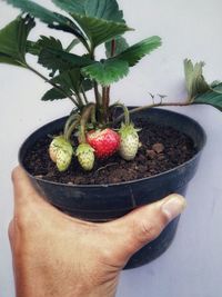 Close-up of hand holding potted plant