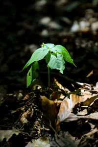 Close-up of green leaves on land