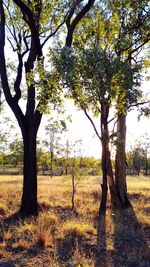 Trees on field against sky