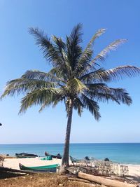 Palm trees on beach against clear sky