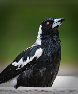 Close-up of a bird