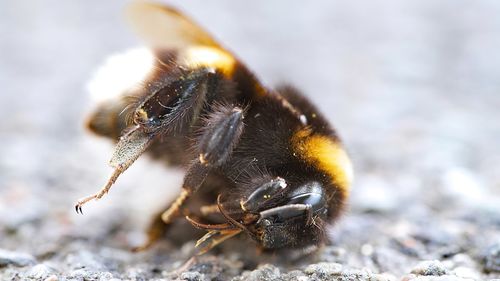 Close-up of bee