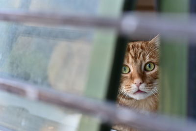 Close-up portrait of a cat