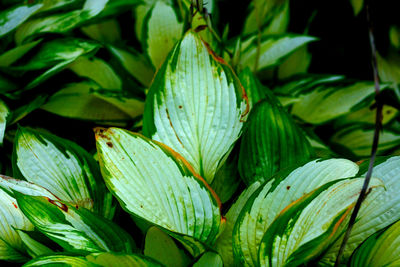 Full frame shot of leaves