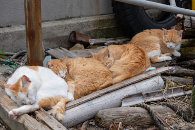 High angle view of cat sleeping