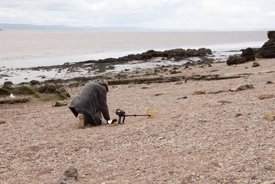 View of sheep on beach