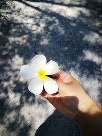 Close-up of hand holding flower