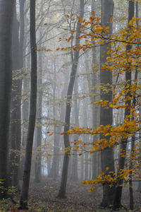 Trees in forest during autumn