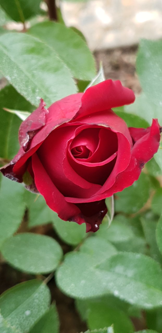 CLOSE-UP OF RED ROSE IN BLOOM